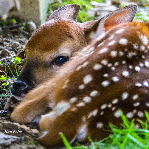 baby fawn